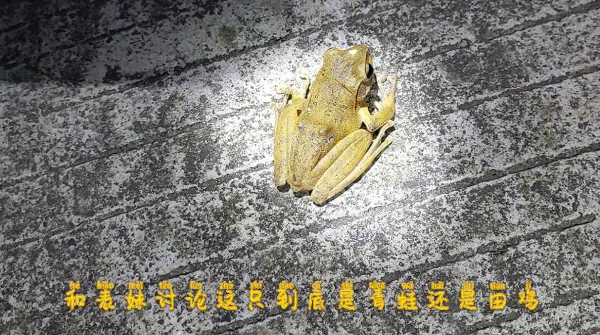 田鸡叫声诱捕纯音乐视频在线观看 - 西瓜视频