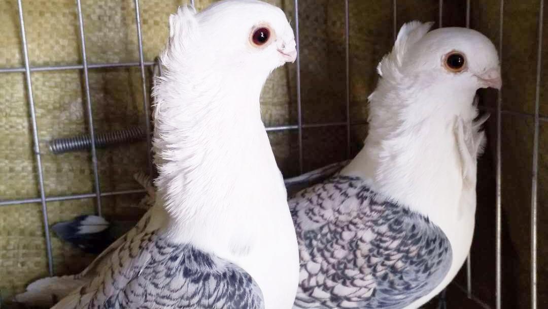 毛领羽观赏鸽