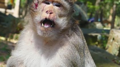 外国人毒打猴子 - 西瓜视频