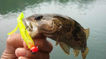 6斤鳜鱼手竿硬拉上岸.