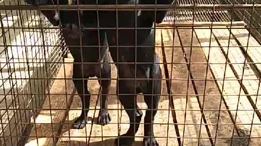 爱犬忍者的个人主页 西瓜视频