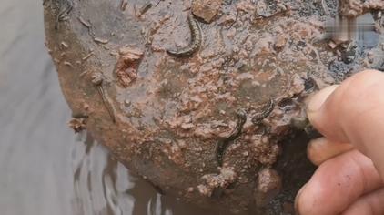 大麦虫钓鱼 - 西瓜视频