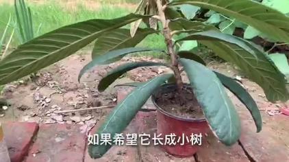 盆栽枇杷树的养殖方法 西瓜视频