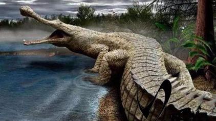 马来切喙鳄图片 - 西瓜视频