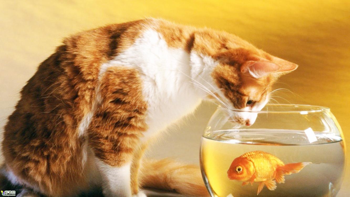 彩铅猫咪和金鱼讲解示范一