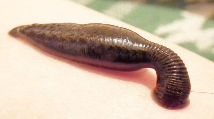 水蛭是用生的还是熟的好 - 西瓜视频