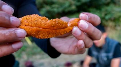 跪海胆 - 西瓜视频