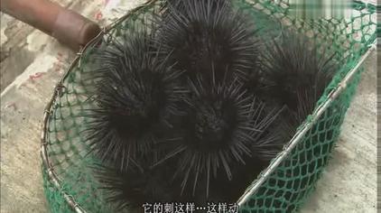 跪海胆 - 西瓜视频