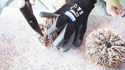 跪海胆 - 西瓜视频