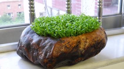 枣核发芽多久 - 西瓜视频