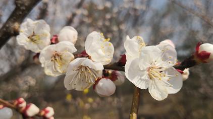 艳阳春电视连续剧 - 西瓜视频