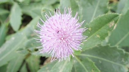 破岩尖图片欣赏