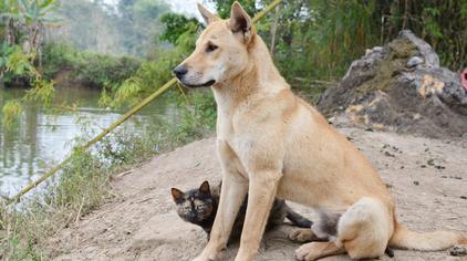 土狗图片大全 - 西瓜视频