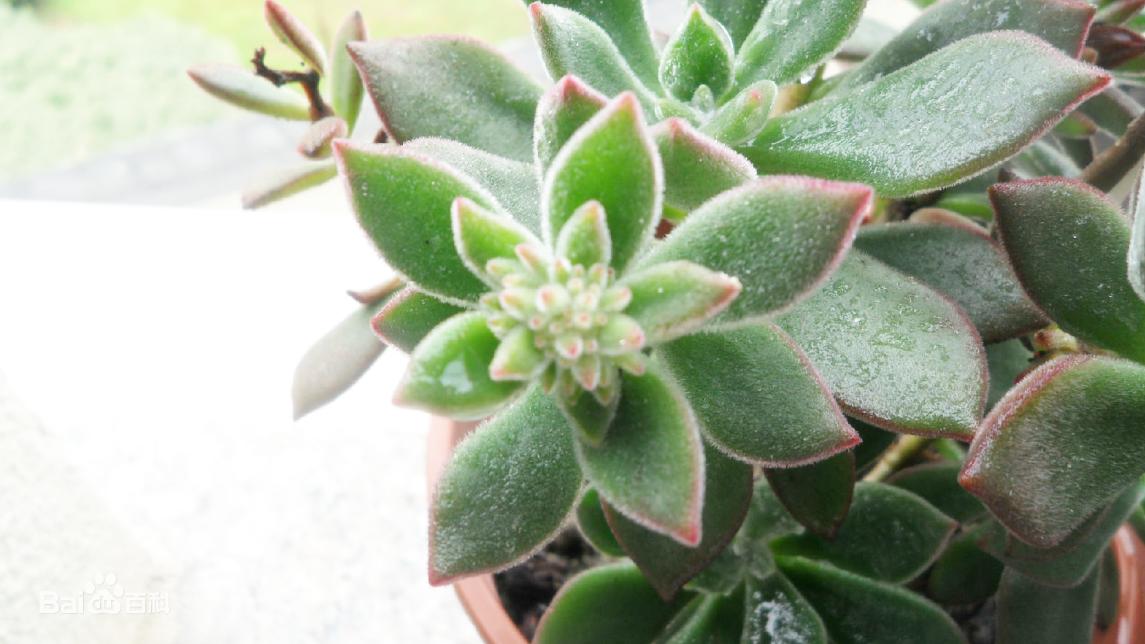 肉植小站:九轮塔的养殖方法和注意事项