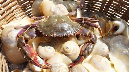 红脚蟹 - 西瓜视频