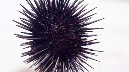 跪海胆 - 西瓜视频