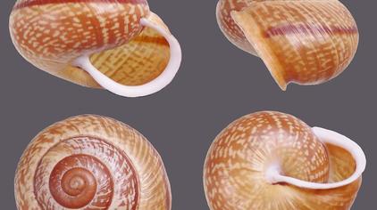 海螺图解 - 西瓜视频