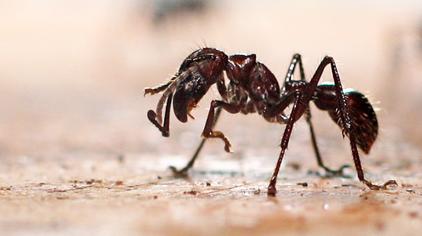 黑蚂蚁咬人后症状图片 