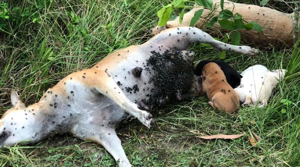 狗妈妈被毒杀,3只幼犬依偎一旁依旧吮吸奶水,场面让人心碎