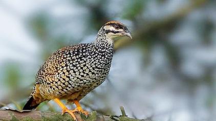 母鹧鸪叫声音 - 西瓜视频