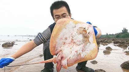 魔鬼鱼身上刺有毒吗 - 西瓜视频