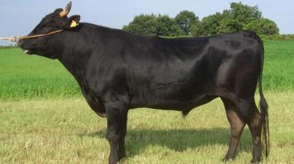 公牛怎么结扎 - 西瓜视频