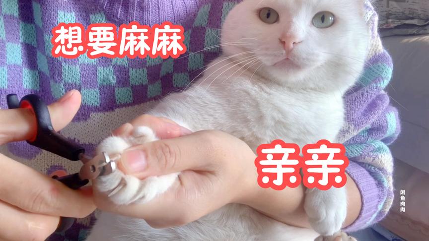 只要给亲亲就乖乖让剪指甲的小猫咪，太招人稀罕了