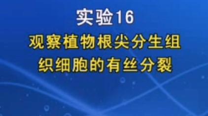 细胞有丝分裂视频 西瓜视频