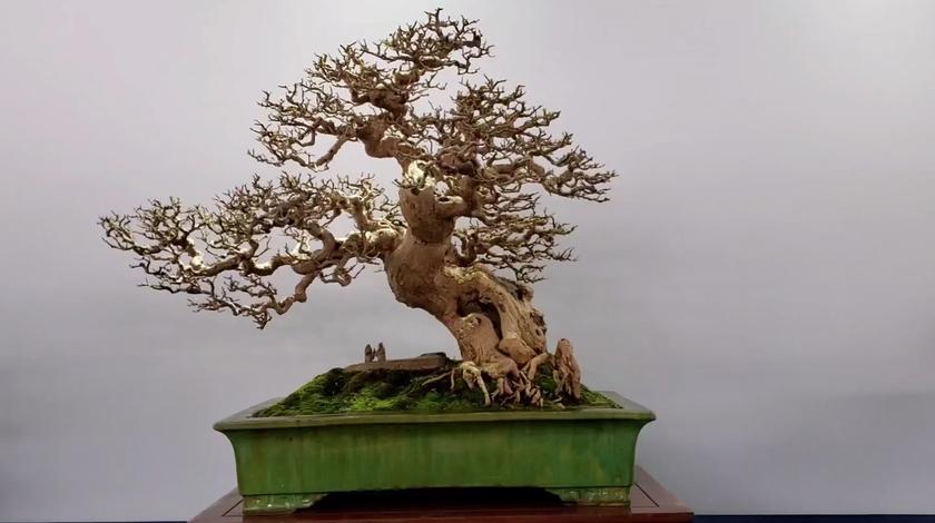小盆景植物批发盆景批发