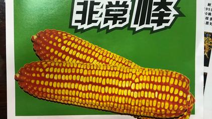 黄水晶新单58玉米种