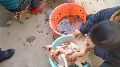 在农村自己杀鸡都是这么做的搞监控06:291565次观看·8个月前看厨房