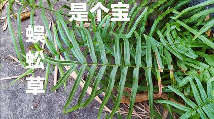 过路蜈蚣草的图片功效 - 西瓜视频