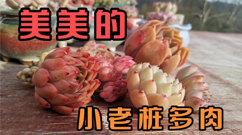 小方的屋顶多肉图片