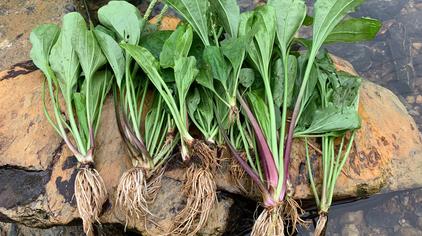 河马草图片大全 - 西瓜视频