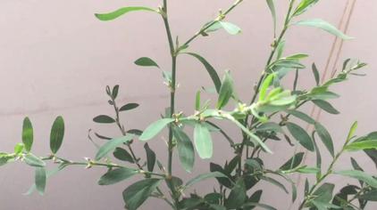 水扁草功效 - 西瓜视频