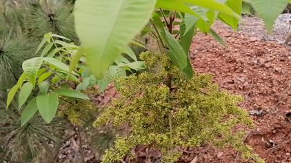 漆树过敏图片 - 西瓜视频