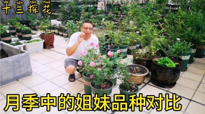 和室 西瓜视频