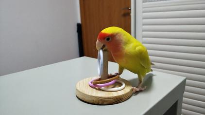 新手训鹦鹉的方法大全