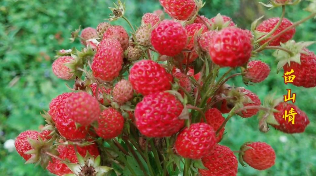 云南昭通山里的野草莓你吃过吗?记得它是我们童年最美的回忆