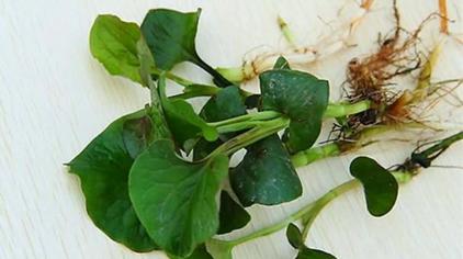 九阳草是治啥的 - 西瓜视频