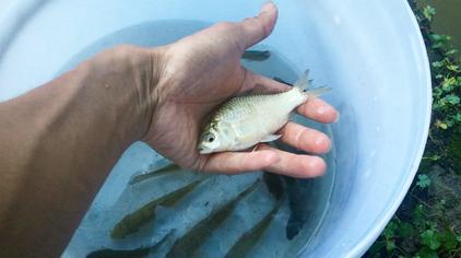 渔人小二02:26283次观看·8个月前钓上来的鲫鱼,是野生的还是人工繁殖