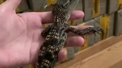 马来切喙鳄图片 - 西瓜视频