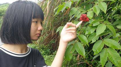 漆树过敏图片 - 西瓜视频