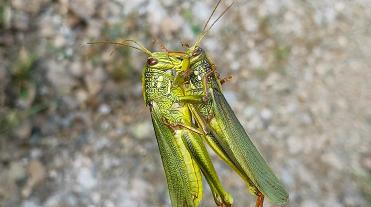 大油蚂蚱 - 西瓜视频