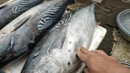 假马鲛鱼 - 西瓜视频