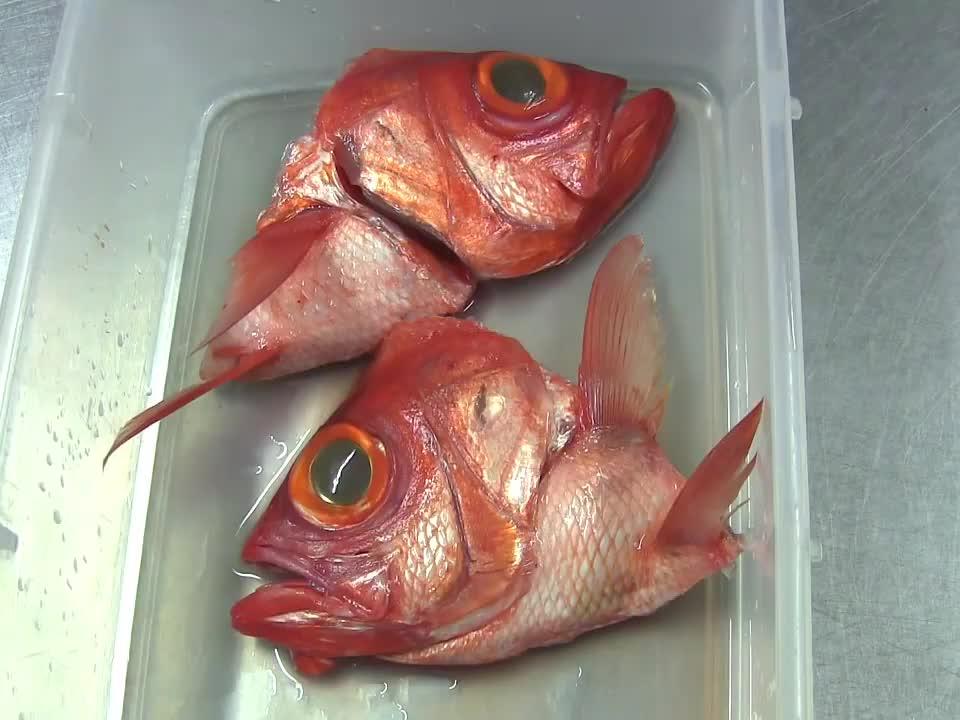 大金目鲷鱼头煮看日本料理店大厨如何处理秘法煮鱼头 西瓜视频