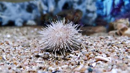 跪海胆 - 西瓜视频