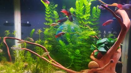 金鱼藻水草怎么长得快 西瓜视频