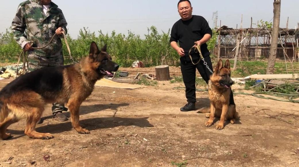 马犬的魅力喜欢马犬的朋友进来看看