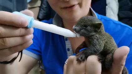 红腹松鼠训练 - 西瓜视频